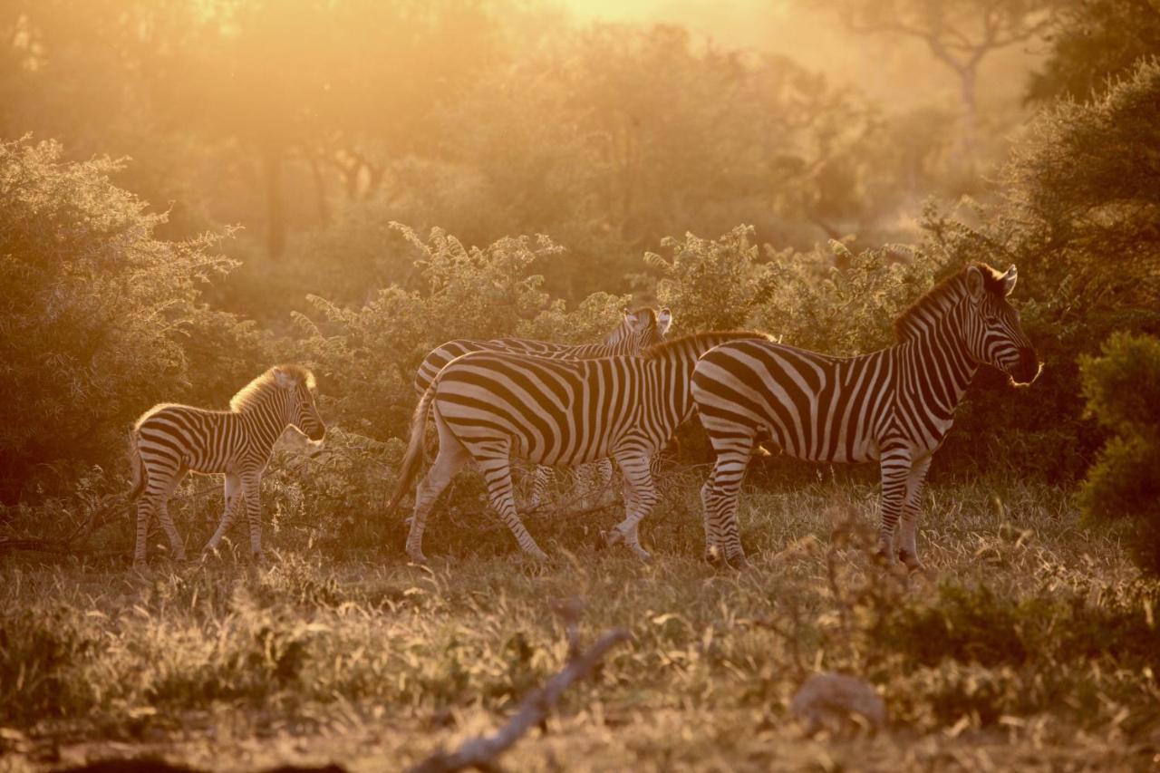 Ivory Wilderness River Rock Lodge Частный заповедник Класери Экстерьер фото