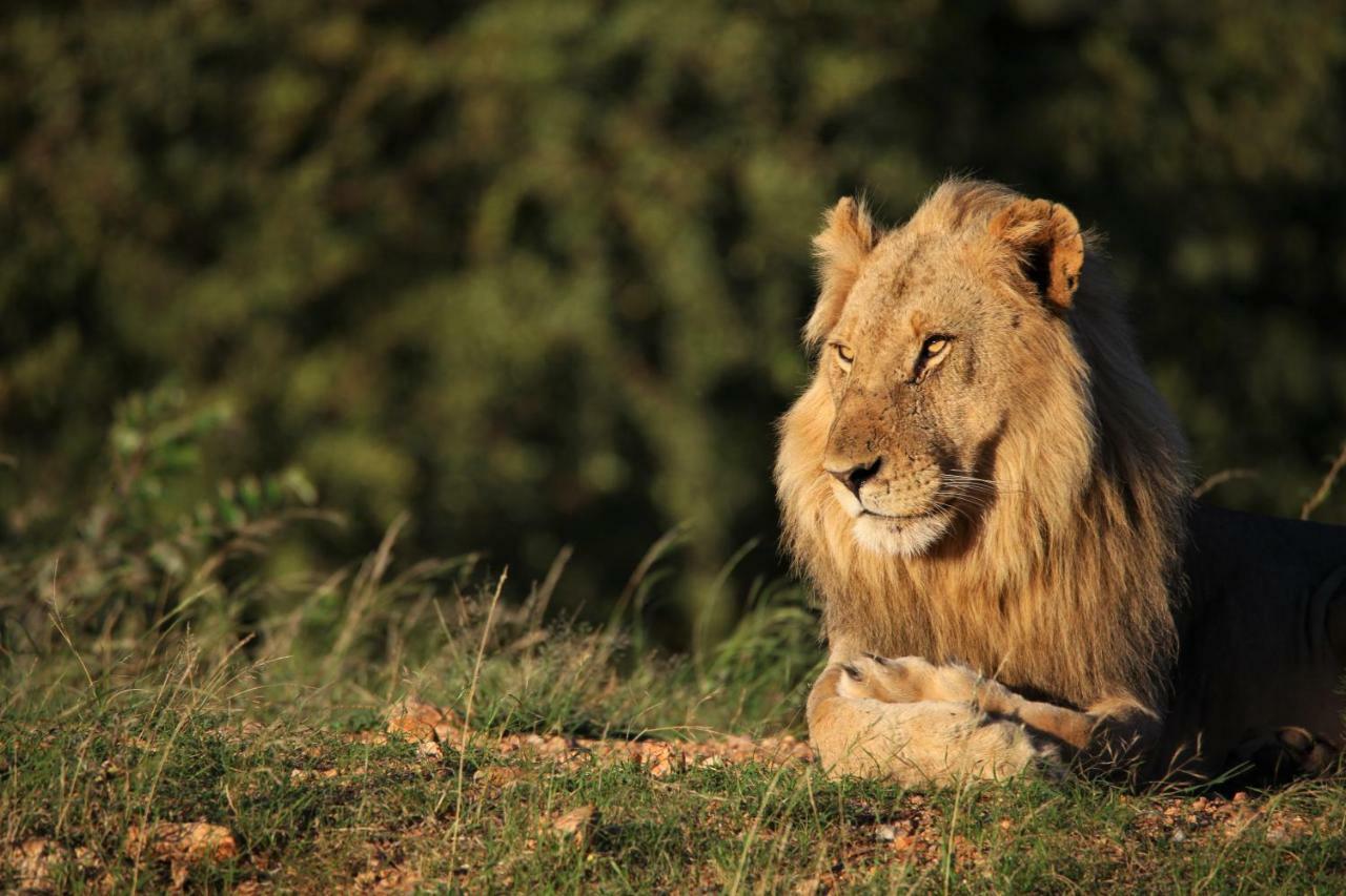 Ivory Wilderness River Rock Lodge Частный заповедник Класери Экстерьер фото