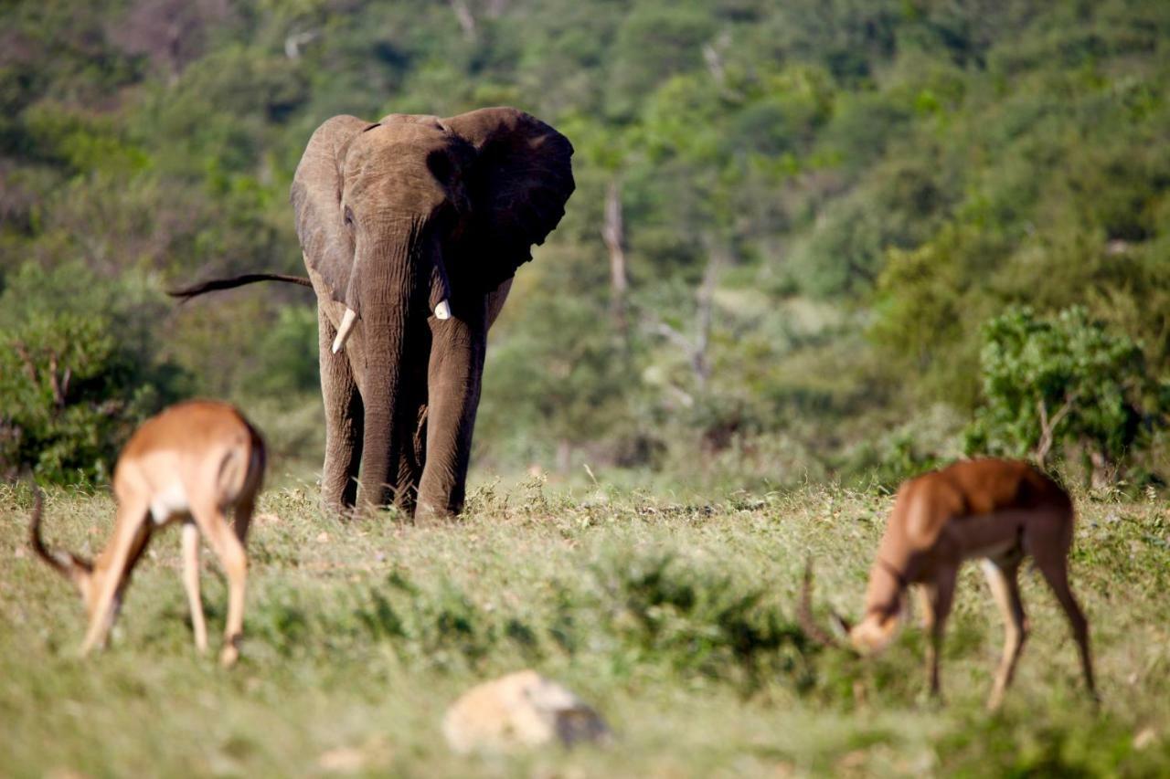 Ivory Wilderness River Rock Lodge Частный заповедник Класери Экстерьер фото