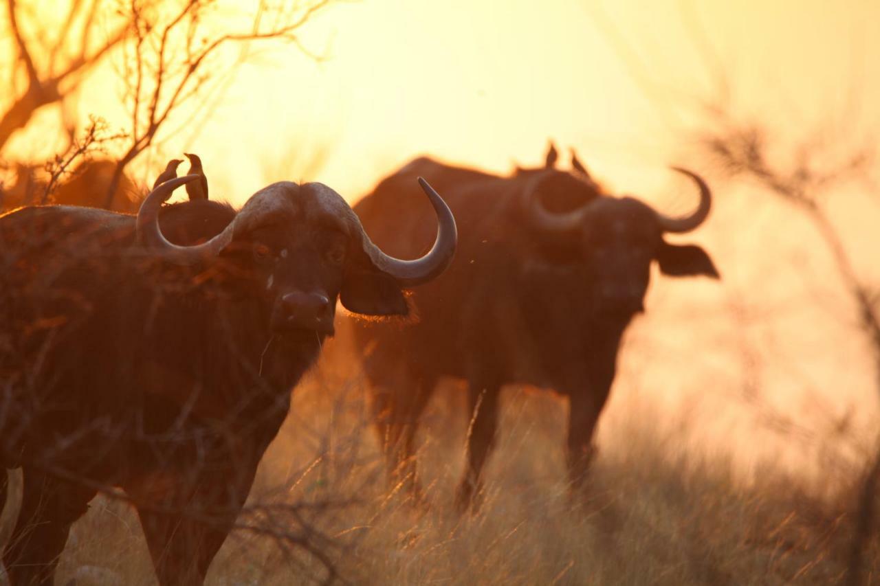 Ivory Wilderness River Rock Lodge Частный заповедник Класери Экстерьер фото