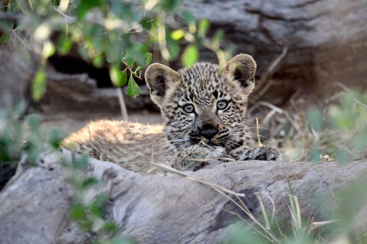 Ivory Wilderness River Rock Lodge Частный заповедник Класери Экстерьер фото