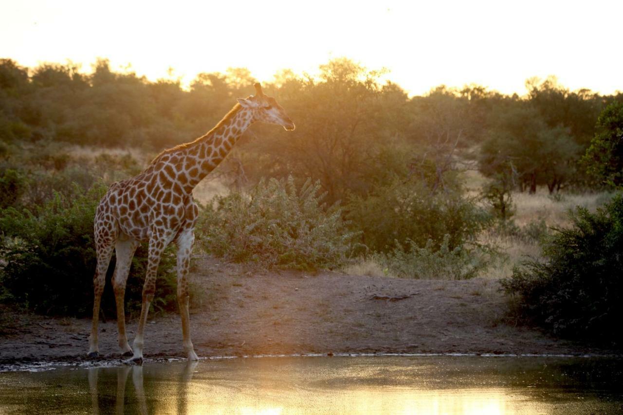 Ivory Wilderness River Rock Lodge Частный заповедник Класери Экстерьер фото